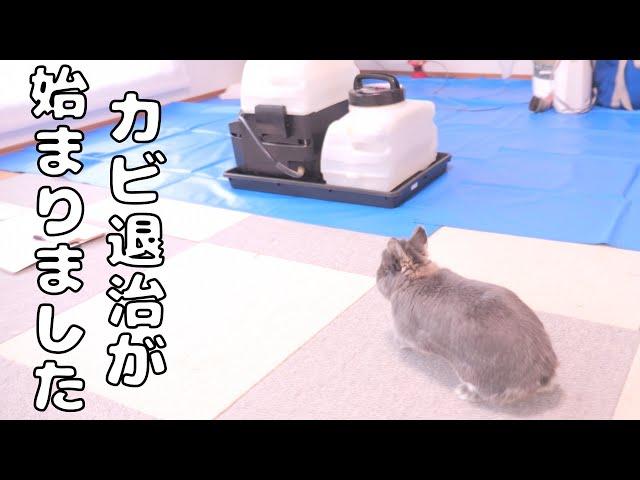 お掃除のプロを呼んでカビ退治して頂いたらミミが乱入してきてこうなりました【No.1524】