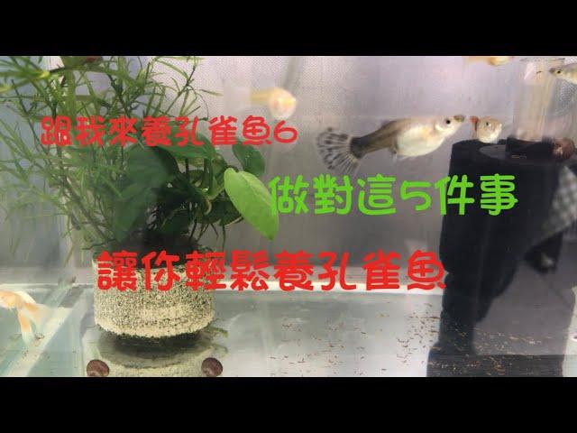 跟我來養孔雀魚6，做對這5件事情及養幾個蘋果螺,讓你輕鬆養孔雀魚