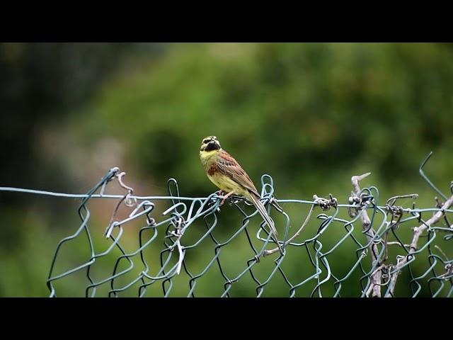 Cirl Bunting/Escrevedeira (Emberiza cirlus) -  Penha Garcia