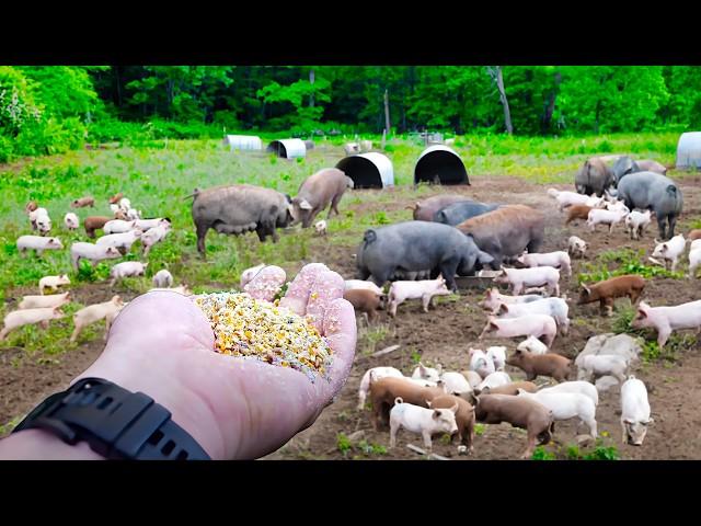 They Grind Their Own Feed and Farrow Pigs! Hickory Nut Gap Farm Tour