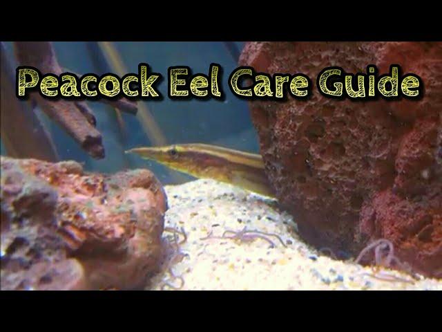 Peacock Eel Care & Information -Spiny Eel Care - Freshwater Eel Care