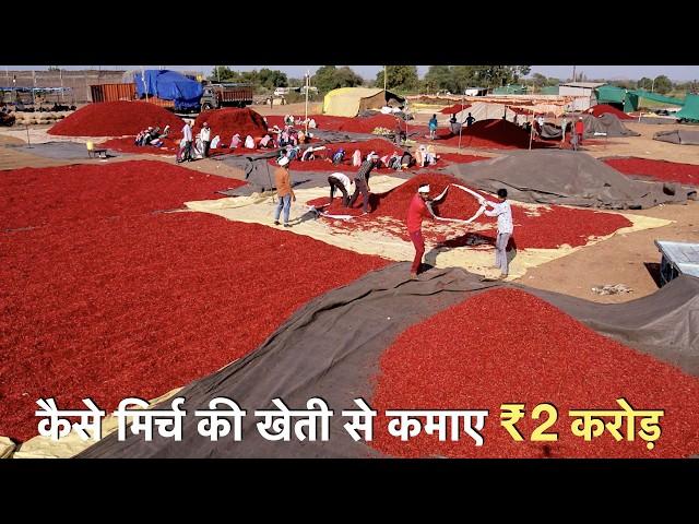 A to Z chilli farming technique with mulching + drip irrigation in India profit  मिर्च की खेती