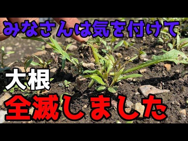 【大根】みなさんは気を付けて...大根が全滅してしまいました。【家庭菜園】