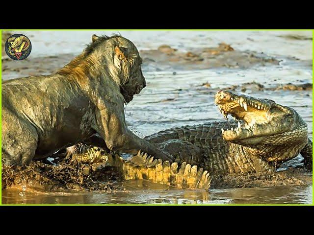 Insane Moments When Big Cats Messed With Wrong Crocodile | Animal FIghting