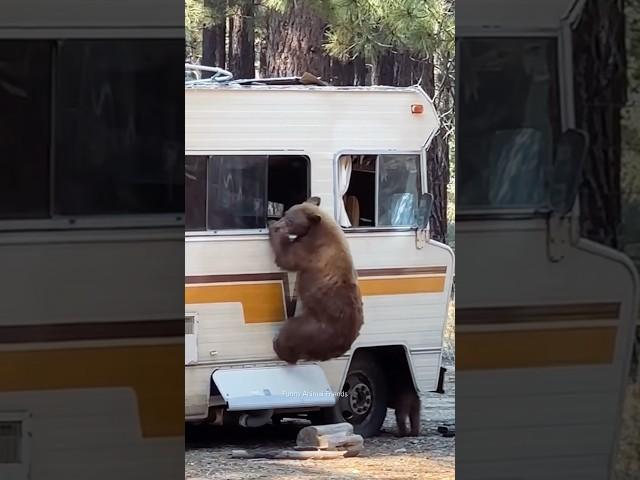 Funny BearsBear Attack | Polar Bear | Funny Animals #shorts #bear #funnybear #grizzlybear