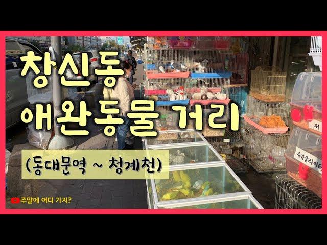창신동 애완동물 거리 - 동대문에서 청계천으로