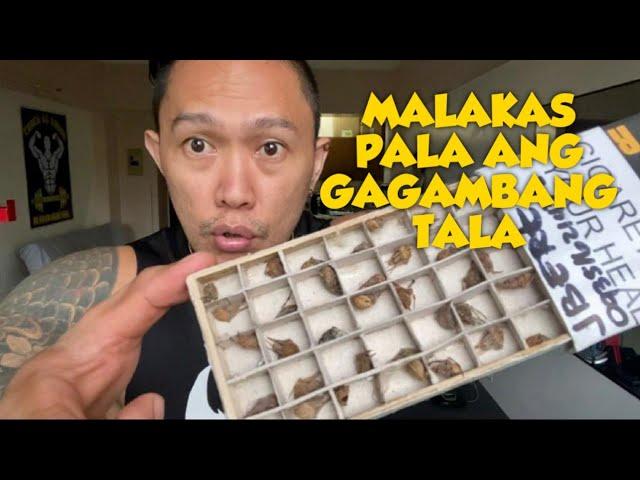 BUMILI AKO NG 100 PCS NA GAGAMBA | SPIDER FIGHT