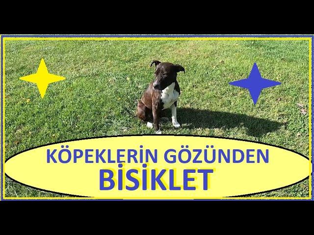 #KÖPEKLERİN GÖZÜNDEN # BİSİKLETLER.