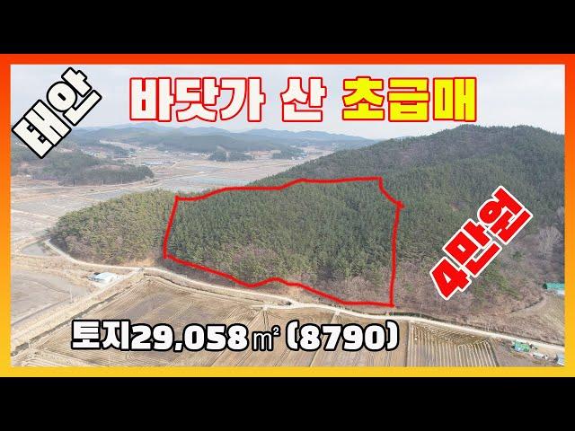 [물건번호2446]태안군 소원면  바닷가 50m 가격싼 산 매매 합니다, 경매가격보다 더 저렴한 임야 급매 합니다, 과수원으로 사용하면 좋은 임야 입니다,