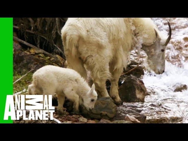 Baby Mountain Goat Learns To Follow In His Mother's Footsteps | North America