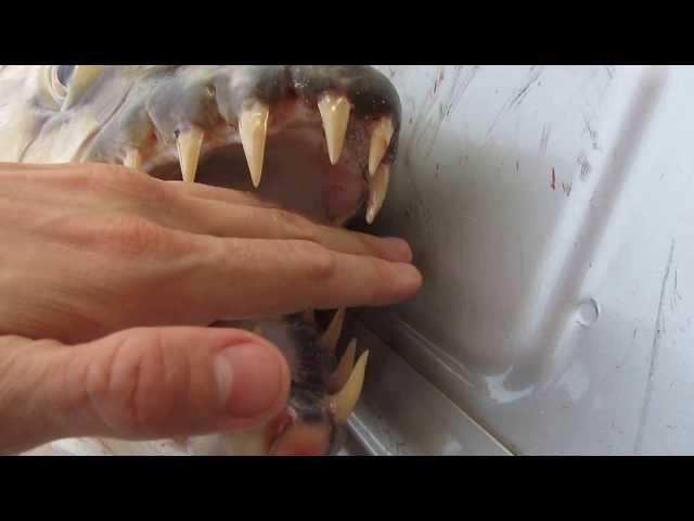 Goliath Tigerfish