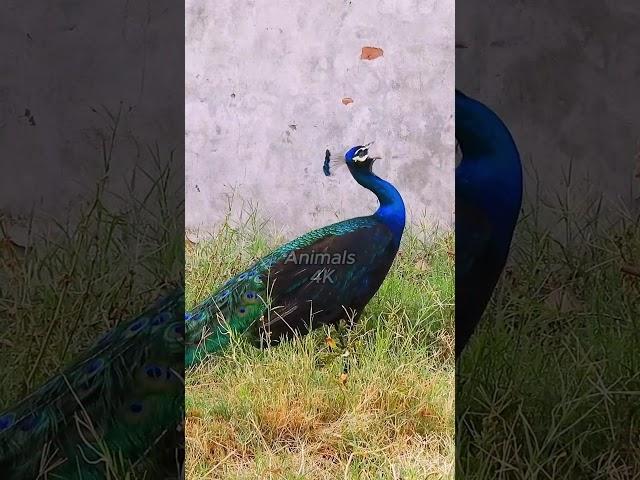 peacock calling