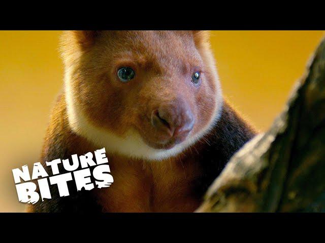 Discovering the Charm of the Adorable Tree-Kangaroo | The Secret Life of the Zoo | Nature Bites