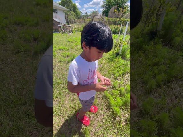 Garden tour by Neil | toddler gardening | homestead | florida