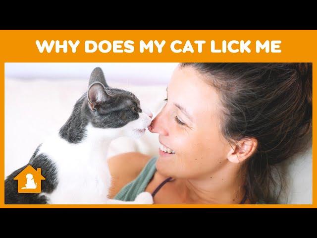 Why Does My Cat Lick Me | Cat Licking Behavior | My Cat Licks My Fingers | Cat Licks Owners Hand