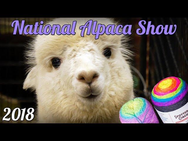 National Alpaca Owners Association Show - 2018