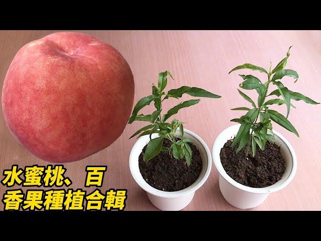 水蜜桃、百香果種植合輯 | Peach and passion fruit planting collection