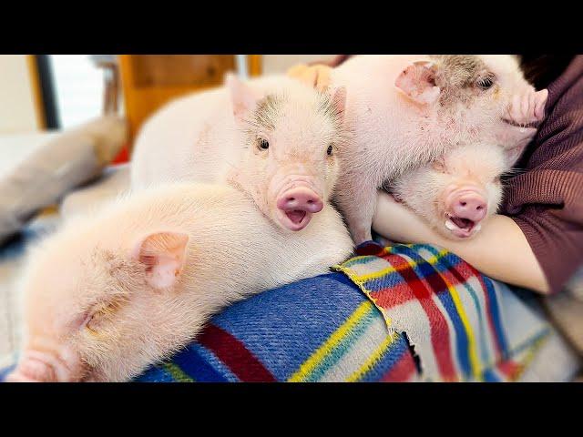 Visiting Japan's Micro Pig Cafe | mipig cafe Meguro