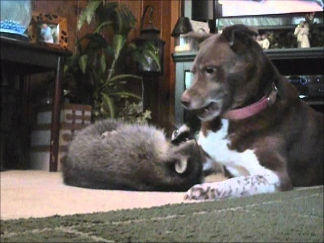 Raccoon and Dog Playing