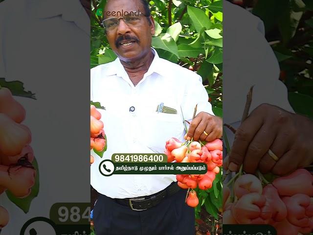  இந்த பழம் சாப்பிட்டாங்களா?  Water Apple Harvest | Greenland Nursery Walk-in Offer