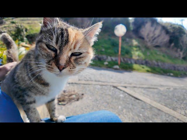 When I stroked the tuxedo cat duo at the harbor, other cats started coming over one after another.