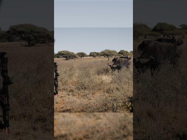 Up close and personal with a Cape buffalo! #bowhunting #africa