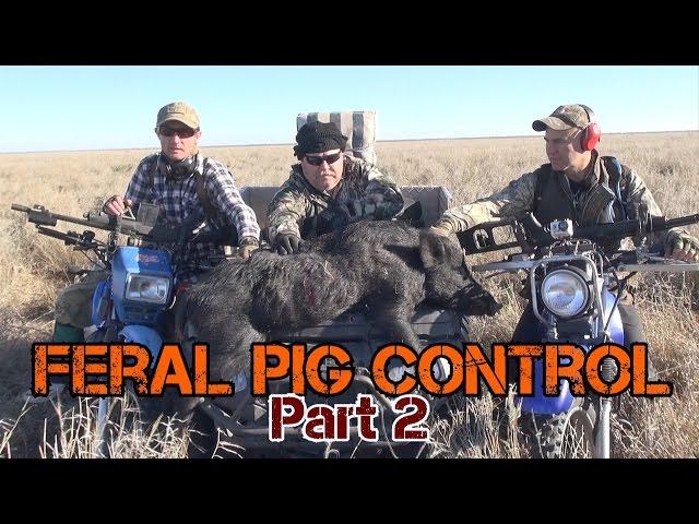 Contract shooting feral pig control Part 2