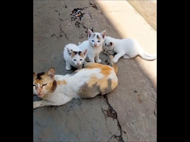 Dhoom: kartik baba#pyara billi ka baccha khel raha hai/cute baby cats watching#shorts# viral shorts#