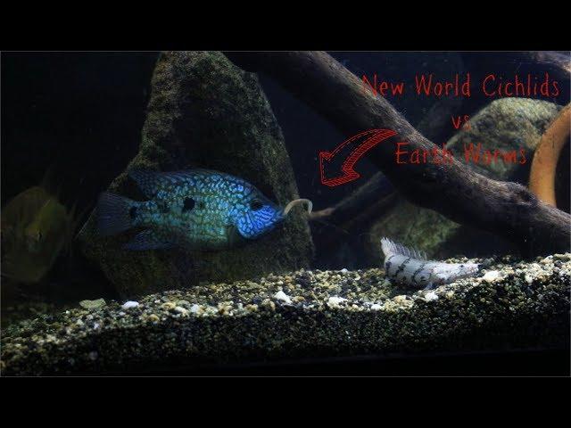 Feeding Earth Worms To New World Cichlids