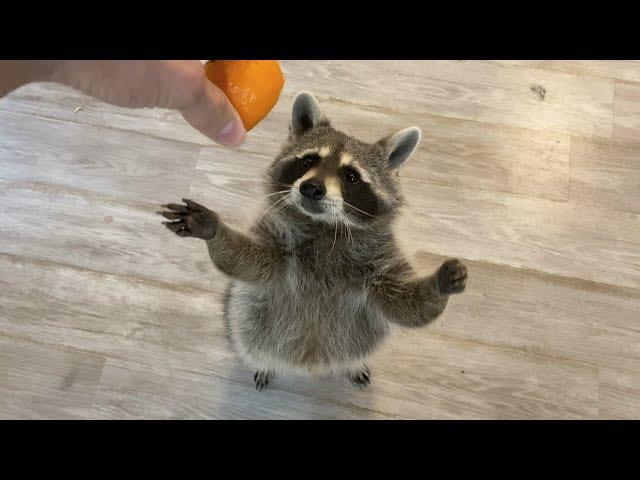 What Happens When you Give a Raccoon an Orange?