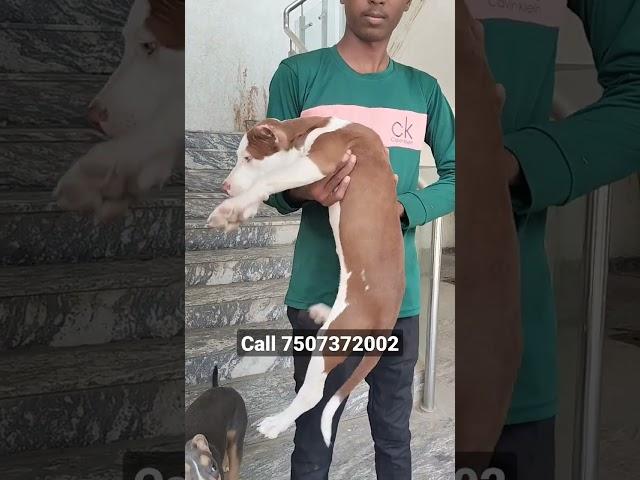 #pitbull puppy for sale in #pune #dogs #dogforsales #pitbullsale #labrador#forsale #mumbai #sale