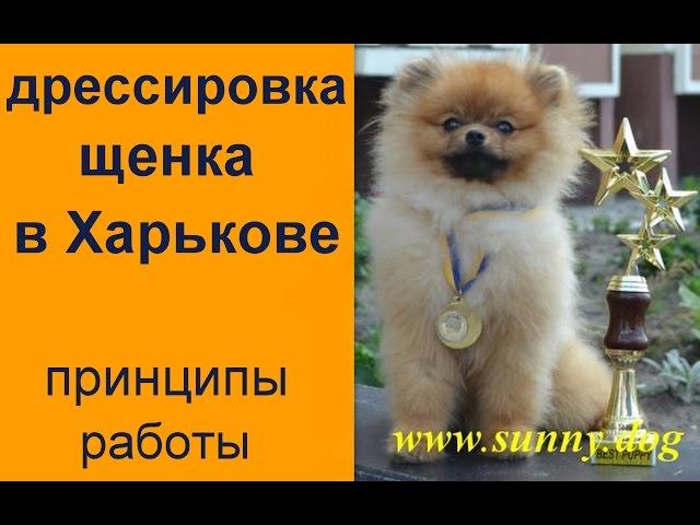 дрессировка щенка в Харьков  Принцип дрессировки и курсов как мы работаем