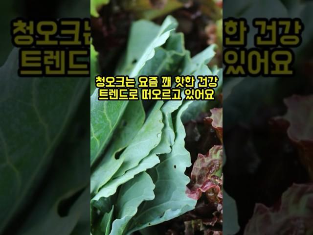 청오크의 효능 the efficacy of blue oaks