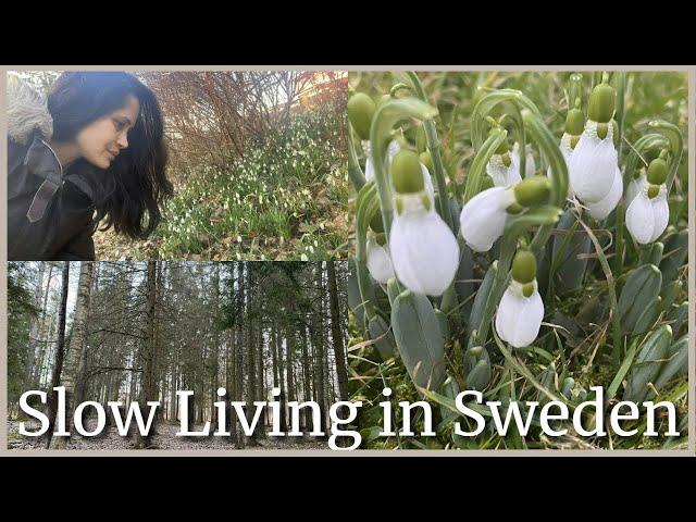 Slow Living in Sweden | Forests WALKS Signs of SPRING | Shalika Löfdahl #slowliving