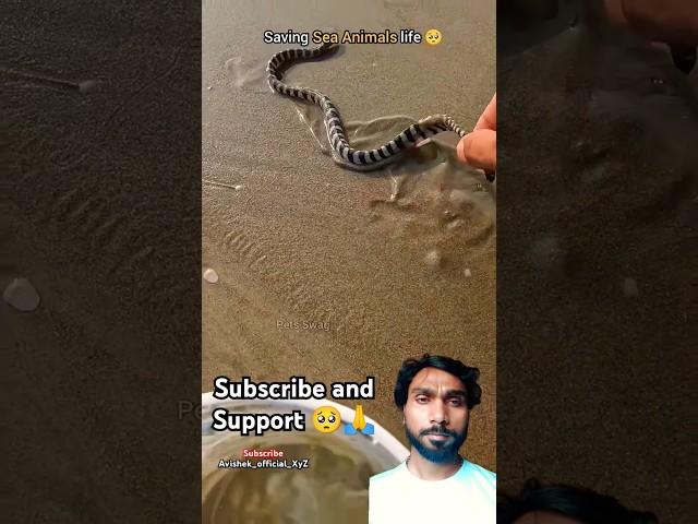 Rescuing our Ocean Friends  #shorts​ #animals​ #fish​ #sea​ #viral​ #viralvideo #rescue
