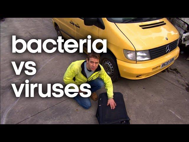 Bacteria vs Viruses: The Difference and How to Fight them | Earth Science