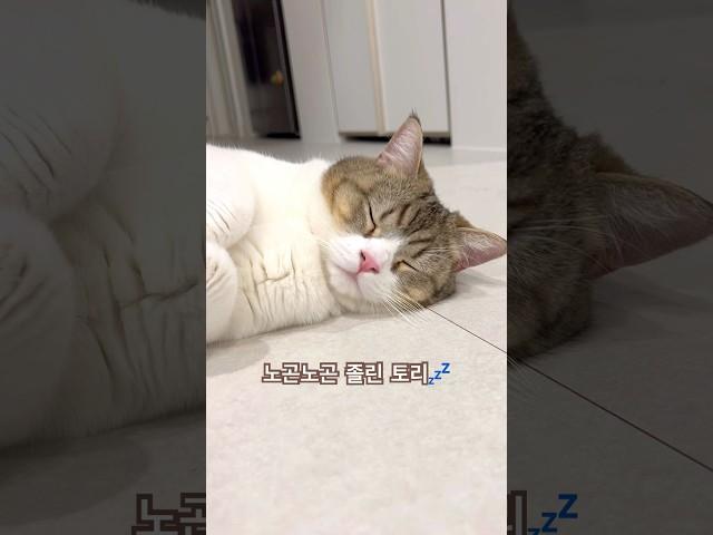 옥순아 토리 오빠 그만 괴롭혀라 #shorts #cat #냥춘기 #고양이 #keşfet #cute #かわいい猫 #kedi