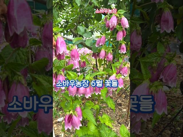 소바우농장 6월 꽃들....