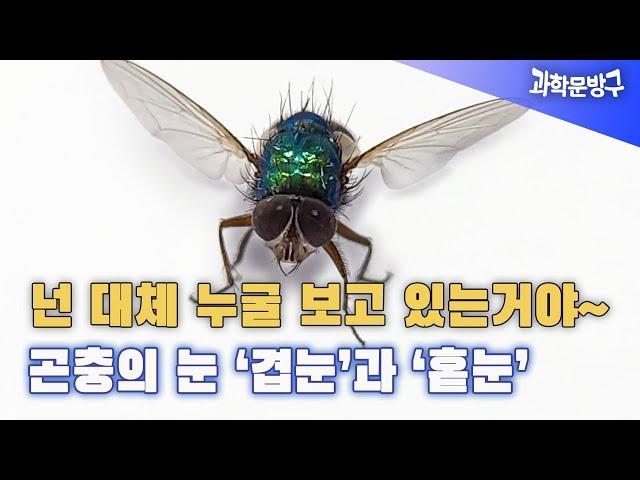 넌 대체 누굴 보고 있는 거야~ 곤충의 눈 '겹눈'과 '홑눈'#곤충의 눈#눈의구조 #파리