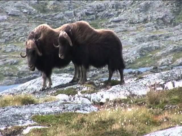 Musk Ox Encounter - Adventures North