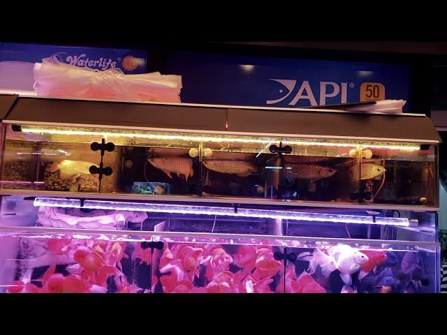 ASIAN AROWANA Aquarium Fish Market