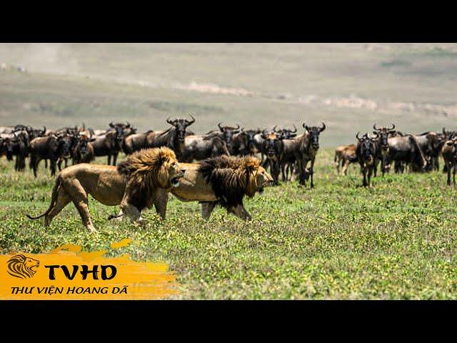  Đồng Cỏ Botswana - Cuộc Đấu Tranh Sinh Tồn Khốc Liệt Nơi Hoang Dã Châu Phi! | TVHD