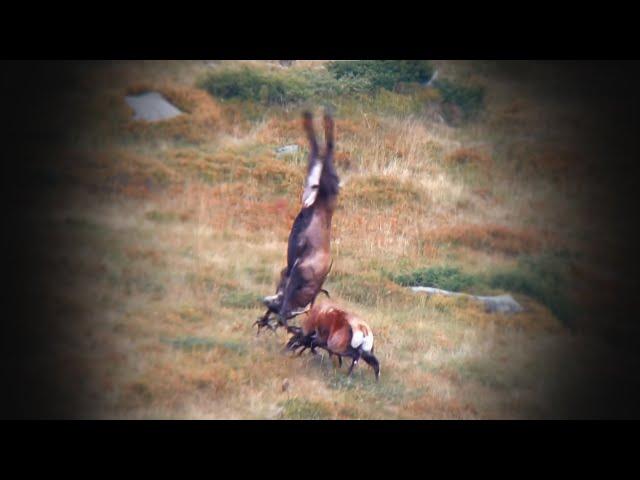 Hirschjagd in den Karpaten 2/3  - Red stag hunting in the Carpathian Mountains 2/3