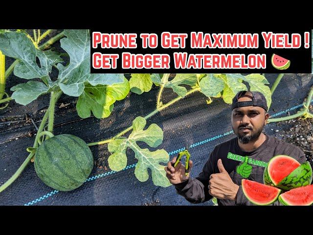 Pruning Watermelon Plants For Faster & Bigger PRODUCTION #watermelon #greentgarden