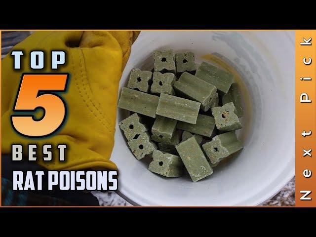 Top 5 Best Rat Poisons Review in 2024