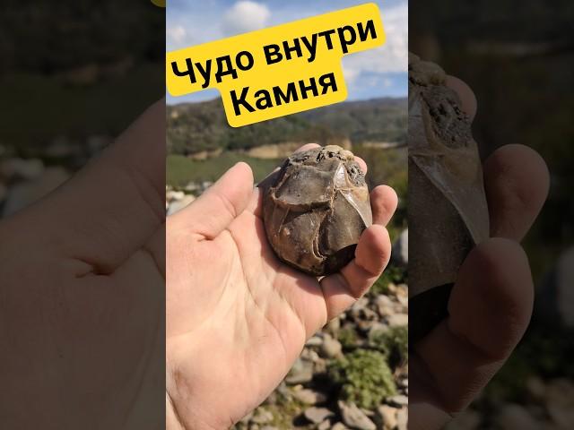 Моя лучшая находка! #золото #gold #камнемания #аммонит #наутилус #окаменелости #самоцветы #минералы