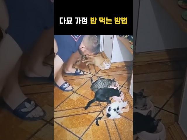 다묘 가정 밥 먹는 방법