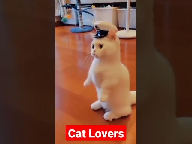 cat status,cat status,cat,cat lover whatsapp status,cat video,cat status song#catlovers #shorts