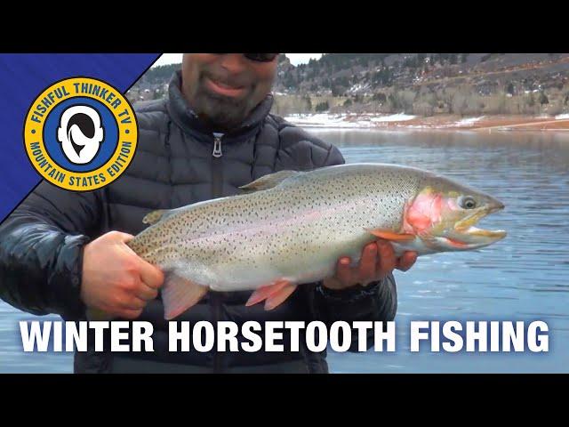 Huge Winter Reservoir  Trout (trout fishing tips)