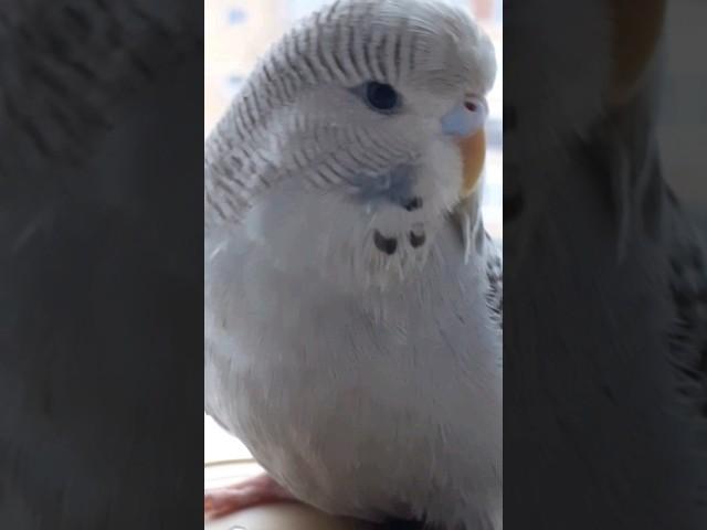 ВИРУСНОЕ ВИДЕО / Попугай чех Тоша